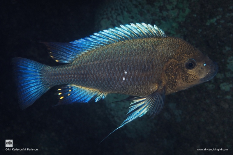 Petrochromis sp. 'blue giant' Fulwe Rocks